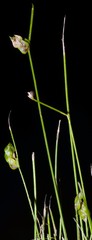 Isolepis carinata