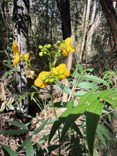 Senna sophera observed 2026-09-19