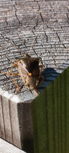 Forest Bug