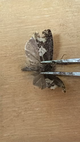 Birch Epinotia Moth
