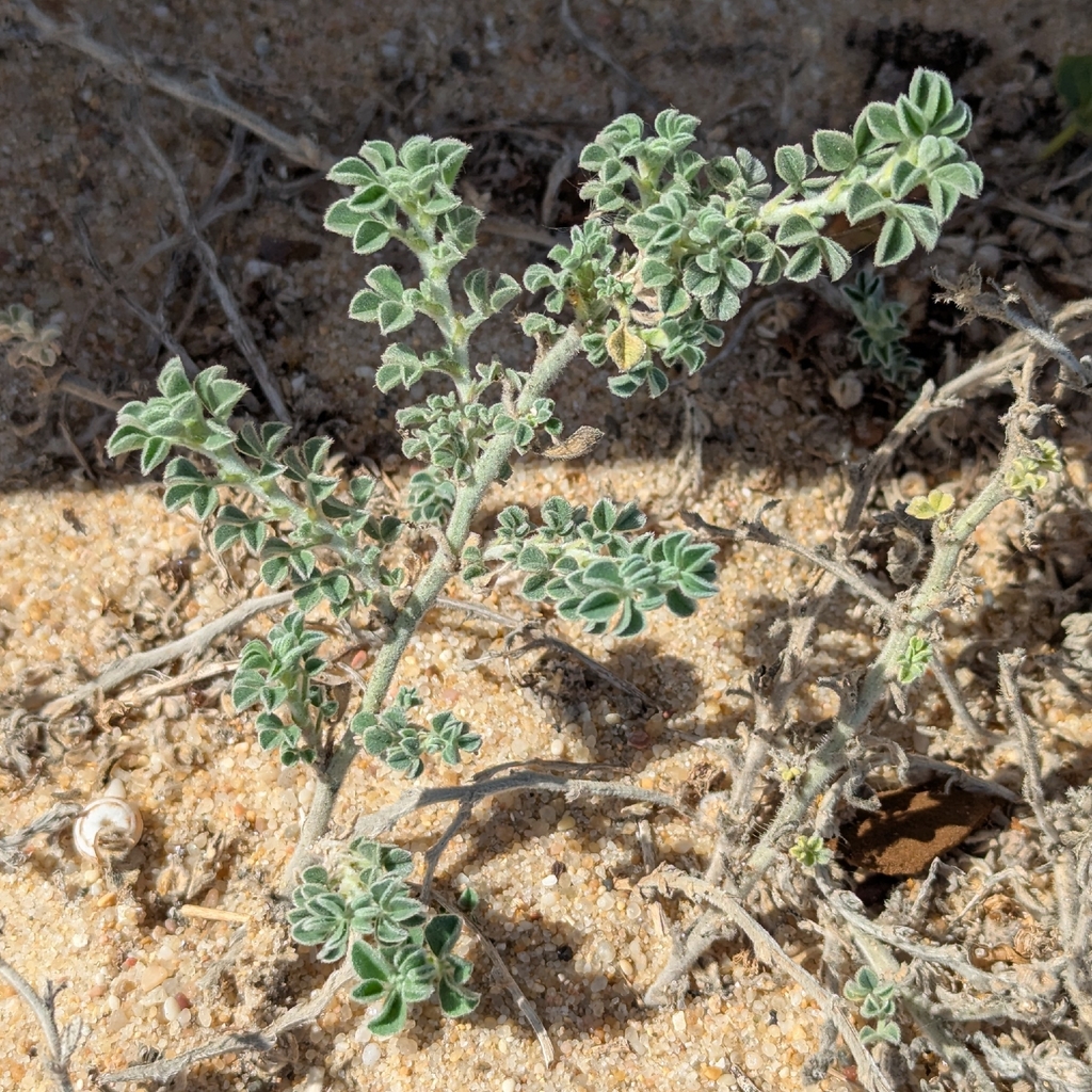 Medicago marina; photograph (c) Dmitry Trutsko, some rights reserved (CC BY)