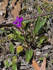 Viola betonicifolia