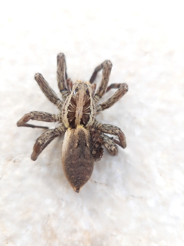 Radiated Wolf Spider