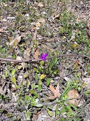 Viola betonicifolia, photograph (c) Shelomi Doyle, some rights reserved (CC BY)