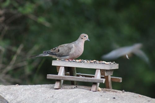 Mourning Dove