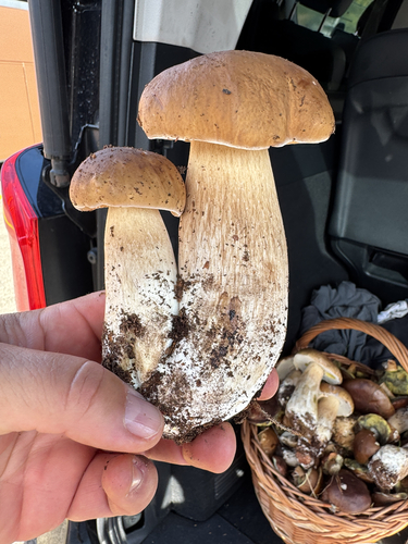 King Bolete