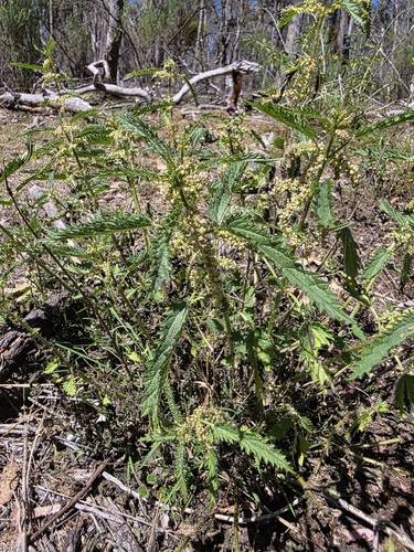 Urtica incisa, photograph 2