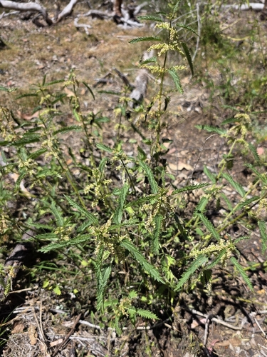 Urtica incisa, photograph 3