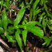 Tectaria decurrens - Photo (c) Chen Shu, algunos derechos reservados (CC BY-NC), subido por Chen Shu