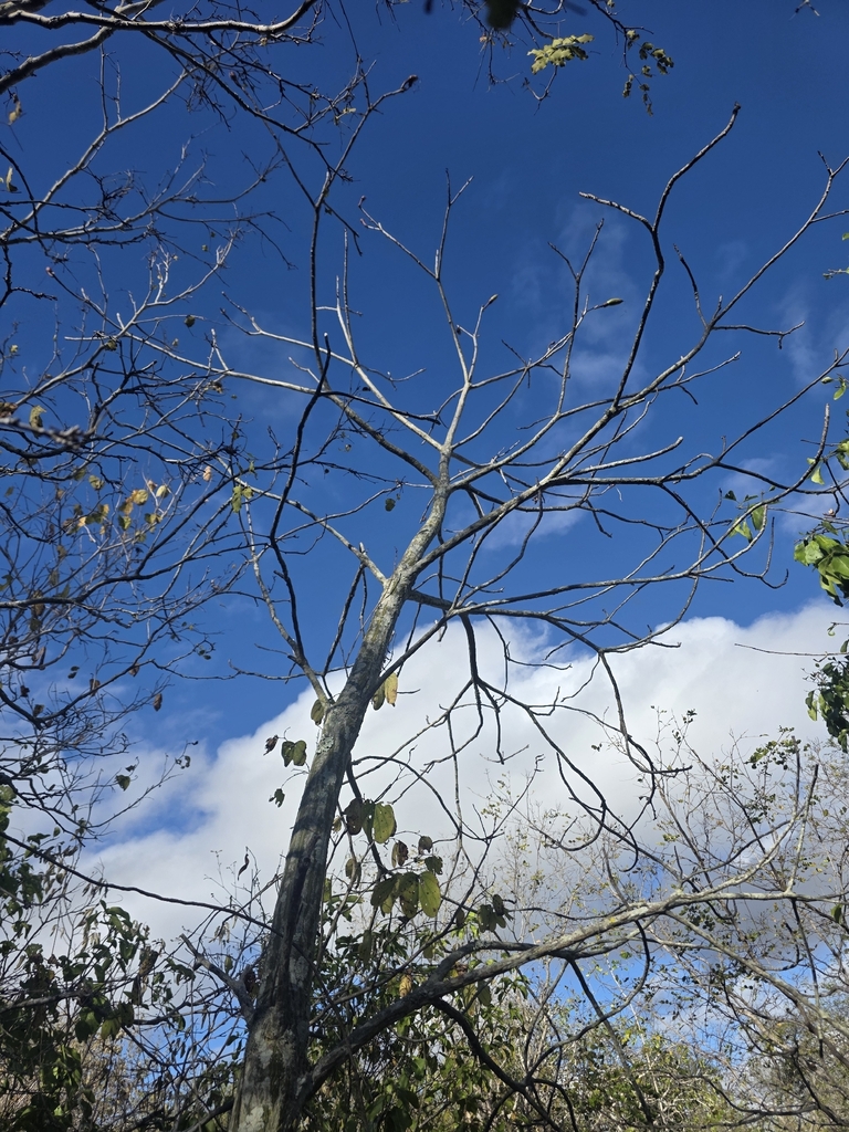 Pseudobombax parvifolium, Pará, Santa Cruz do Capibaribe - PE, 55190-000, Brasil
