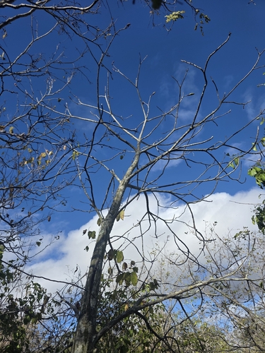 Pseudobombax parvifolium