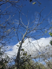 Pseudobombax parvifolium