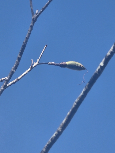 Pseudobombax parvifolium