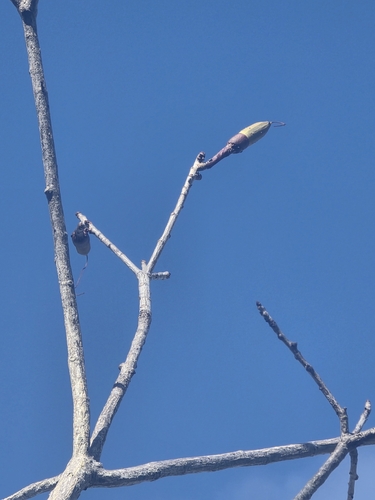 Pseudobombax parvifolium