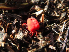 Trombidium holosericeum