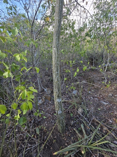 Pseudobombax parvifolium
