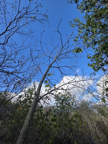 Pseudobombax parvifolium