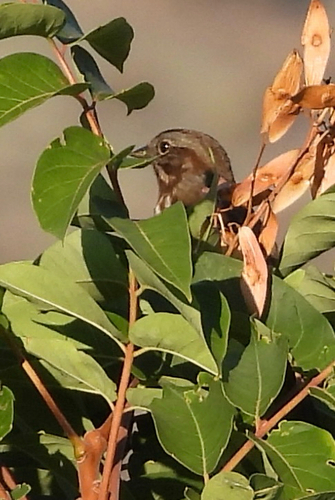 Song Sparrow