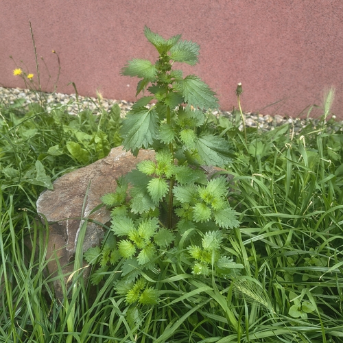 Dwarf Nettle
