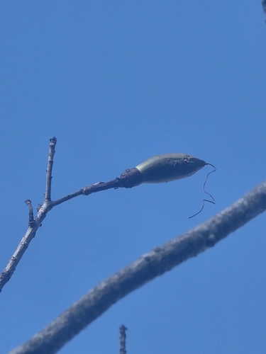 Pseudobombax parvifolium
