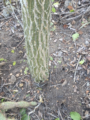 Pseudobombax parvifolium