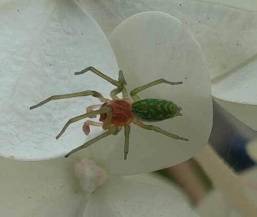 Green Meshweaver