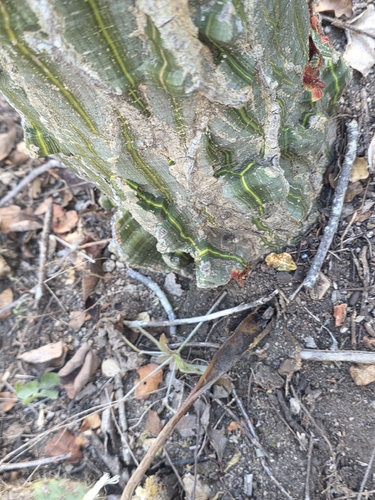 Pseudobombax parvifolium