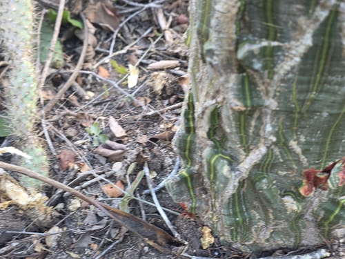 Pseudobombax parvifolium