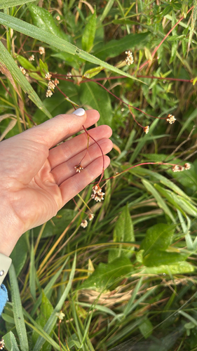 arrow-leaved tearthumb