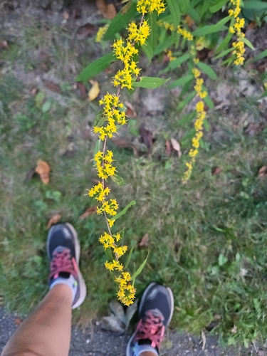 bluestem goldenrod