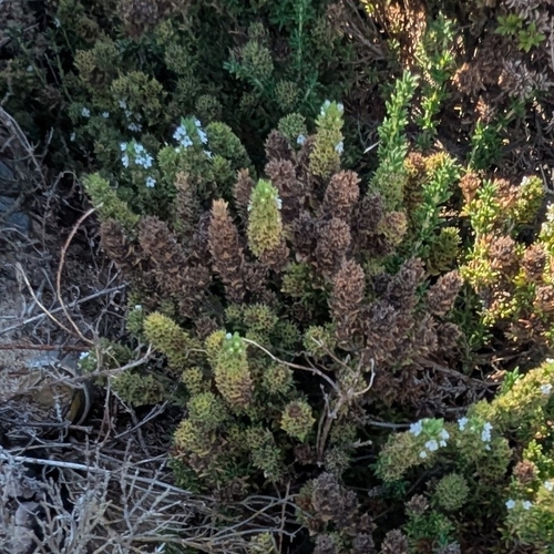 Thymus carnosus