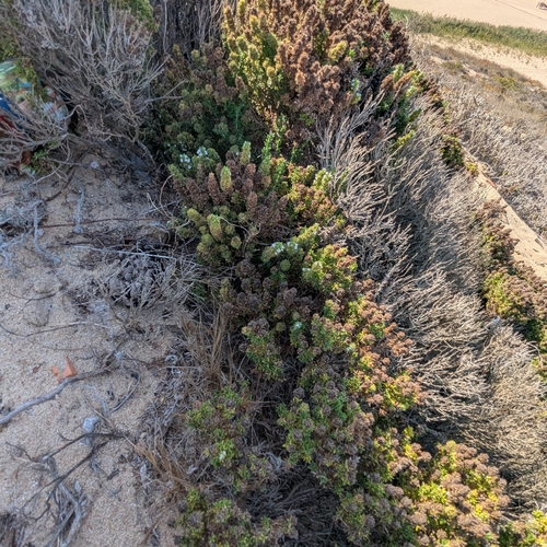 Thymus carnosus, photograph 1