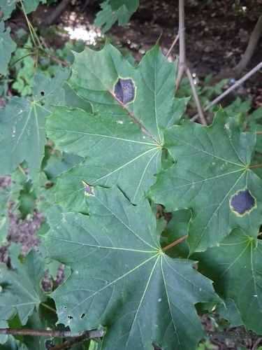 Black Tar Spot