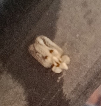 Eastern Sycamore Lace Bug
