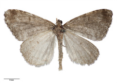 Pseudocoremia monacha
