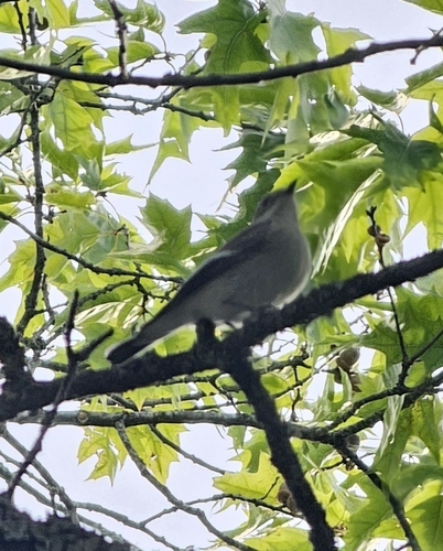 European Pied Flycatcher