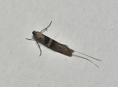 Ceromitia iolampra