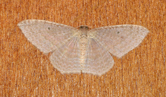 Poecilasthena pulchraria