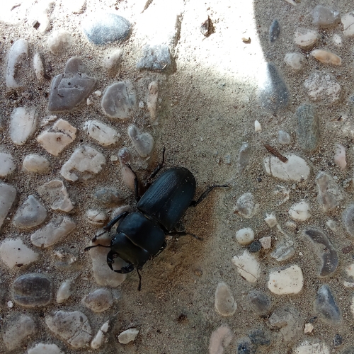 Lesser Stag Beetle