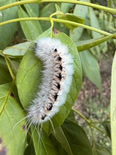 Hickory Tussock Moth