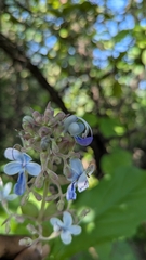 Rotheca serrata, photograph (c) Ravuri Krishna Chaitanya, some rights reserved (CC BY)