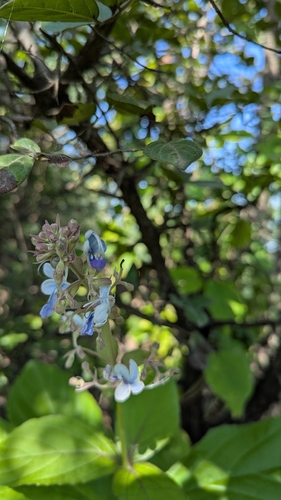 Rotheca serrata, photograph 3