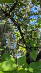 Rotheca serrata, photograph (c) Ravuri Krishna Chaitanya, some rights reserved (CC BY)