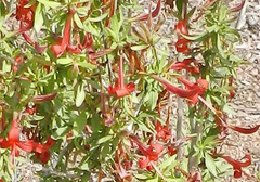 Anisacanthus thurberi