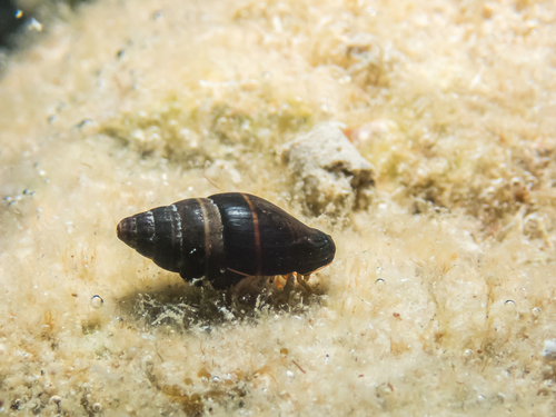 Mitra ebenus observed 2026-09-18