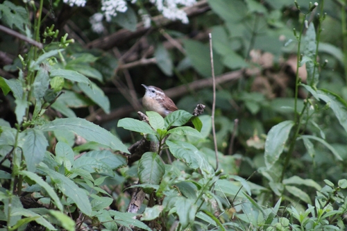 Carolina Wren