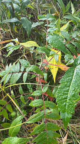 staghorn sumac