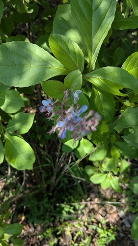 Rotheca serrata, photograph 5