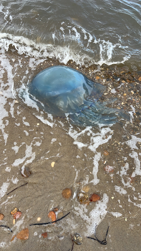 Dustbin-lid Jelly