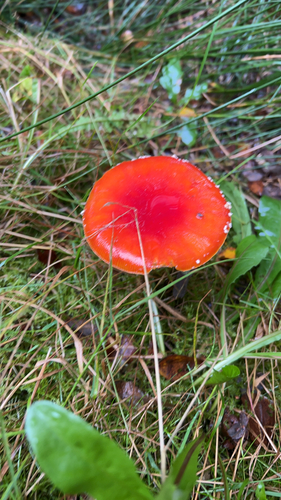 Fly Agaric